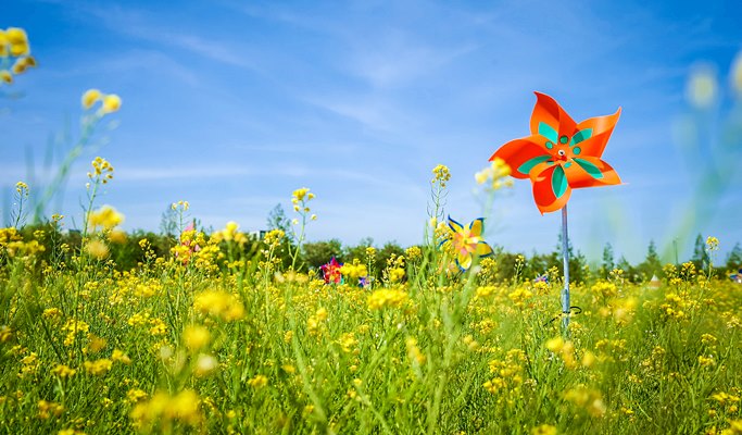 Spring Special: Busan Daejeo Ecological Park Canola Flower Festival + Janglim Harbor + Huinnyeoul Cultural Village (Morning/Afternoon) Tour - From Busan (Apr 2~18)