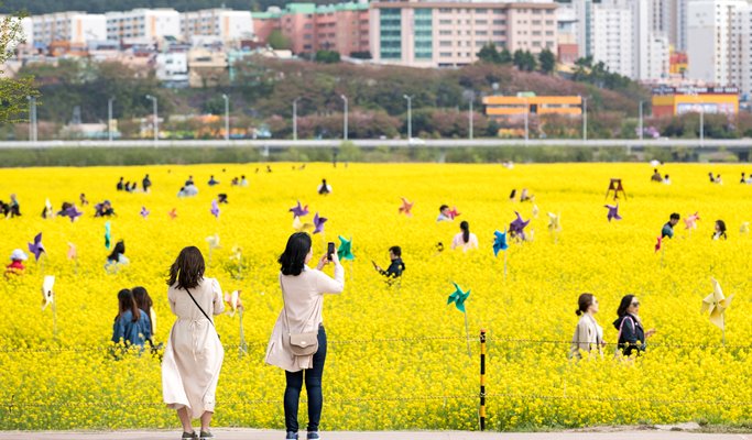 Spring Special: Busan Daejeo Ecological Park Canola Flower Festival + Janglim Harbor + Huinnyeoul Cultural Village (Morning/Afternoon) Tour - From Busan (Apr 2~18)