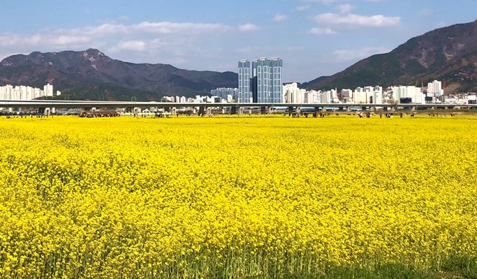 Spring Special: Busan Daejeo Ecological Park Canola Flower Festival + Janglim Harbor + Huinnyeoul Cultural Village (Morning/Afternoon) Tour - From Busan (Apr 2~18)