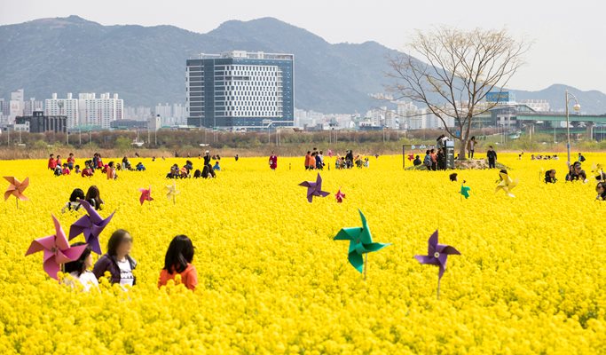 Spring Special: Busan Daejeo Ecological Park Canola Flower Festival + Janglim Harbor + Huinnyeoul Cultural Village (Morning/Afternoon) Tour - From Busan (Apr 2~18)