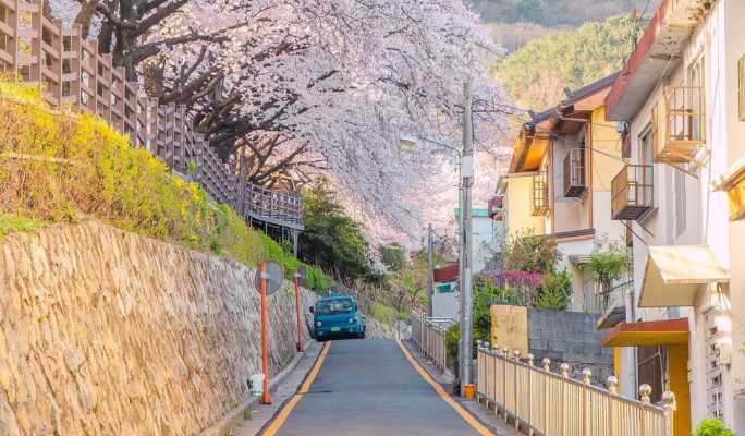 春季特惠：釜山櫻花一日遊（3月24日~4月7日）