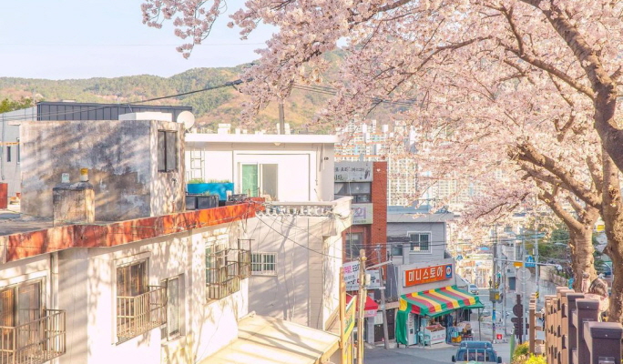 春季特惠：釜山櫻花一日遊（3月24日~4月7日）