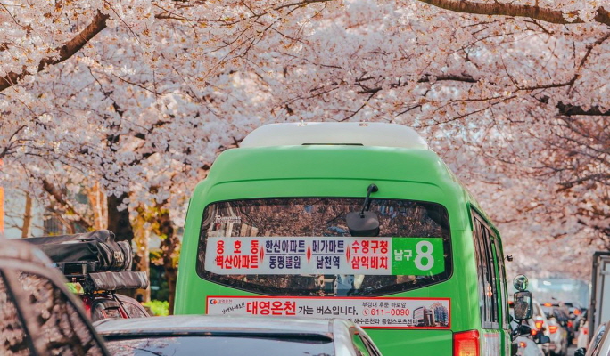 春季特惠：釜山櫻花一日遊（3月24日~4月7日）