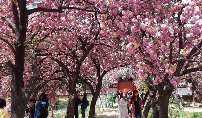 Spring Special: Busan & Gyeongju King Cherry Blossom 1 Day Tour - from Busan (Apr 11~25)