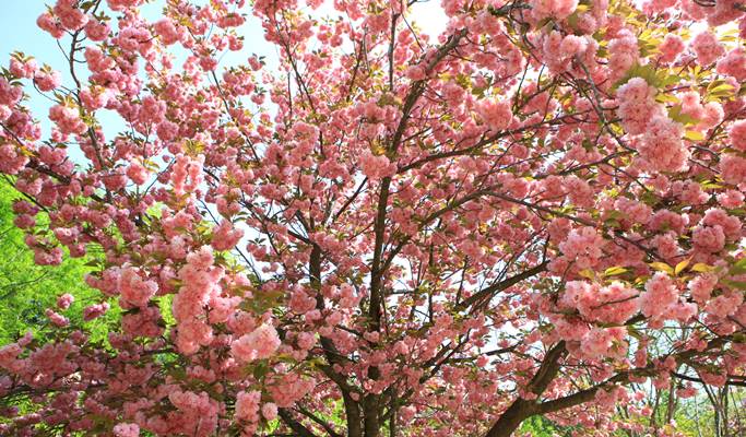 Spring Special: Busan & Gyeongju King Cherry Blossom 1 Day Tour - from Busan (Apr 11~25)