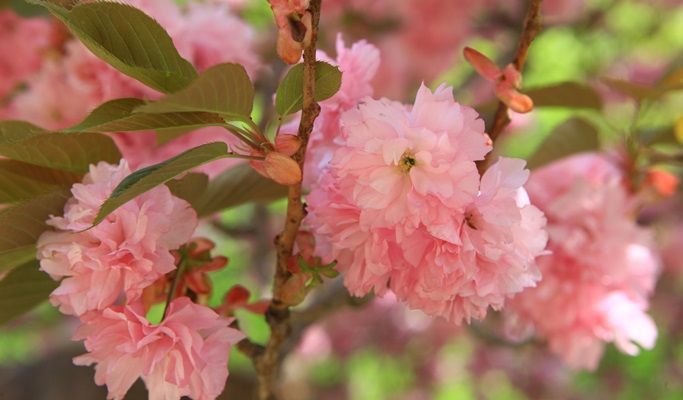 Spring Special: Busan & Gyeongju King Cherry Blossom 1 Day Tour - from Busan (Apr 11~25)