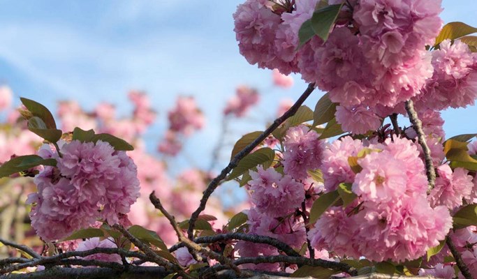 Spring Special: Busan & Gyeongju King Cherry Blossom 1 Day Tour - from Busan (Apr 11~25)