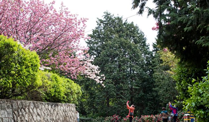 Spring Special: Busan & Gyeongju King Cherry Blossom 1 Day Tour - from Busan (Apr 11~25)
