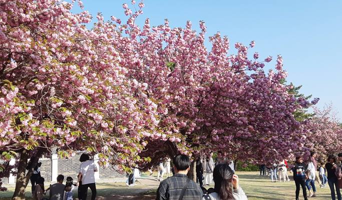 Spring Special: Busan & Gyeongju King Cherry Blossom 1 Day Tour - from Busan (Apr 11~25)