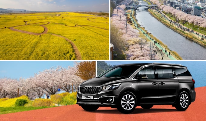 Spring Special: Busan Cherry Blossom & Canola Flower 1 Day Private Tour - from Busan (Mar 21~Apr 13)