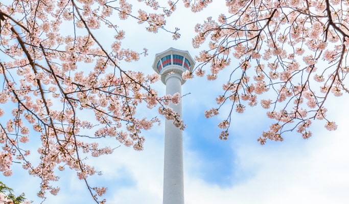 春季特惠：藍線公園天空膠囊＆櫻花一日遊（釜山↔週邊地區，3月25日~4月11日）
