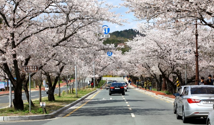 春季特惠：藍線公園天空膠囊＆櫻花一日遊（釜山↔週邊地區，3月25日~4月11日）