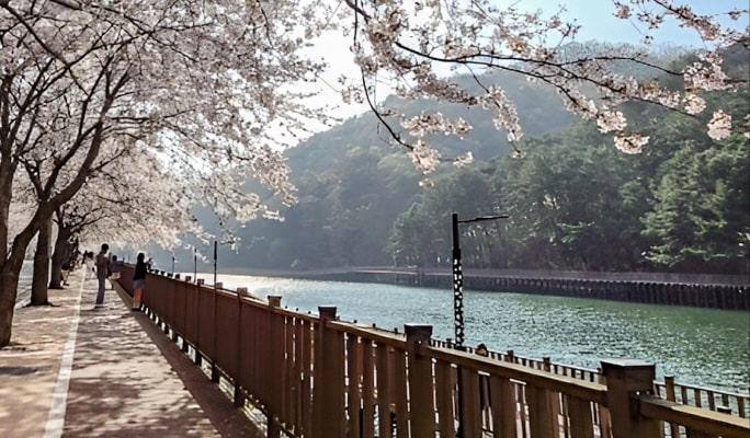Spring Special: Busan Cherry Blossom 1 Day Tour (+ Accommodation option) (Mar 29~Apr 7)