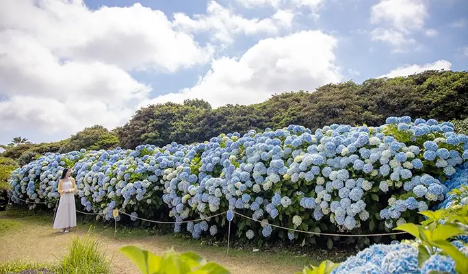 濟州山茶花之丘門票