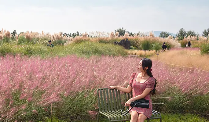 Camellia Hill Jeju Discount Ticket