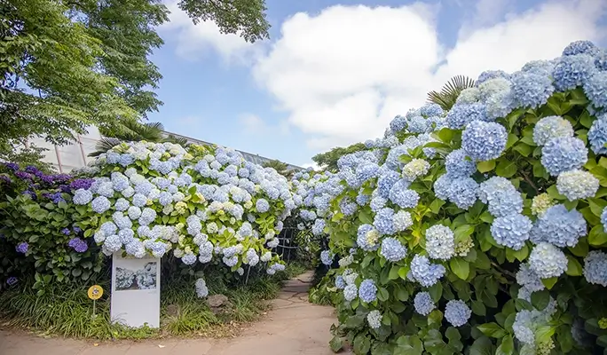 濟州山茶花之丘門票