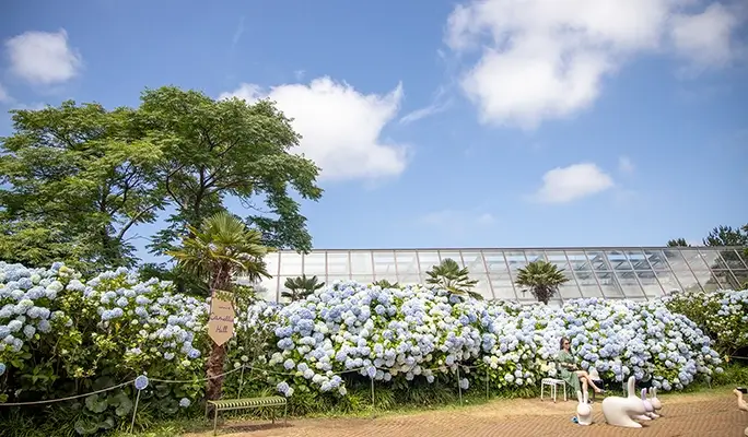 濟州山茶花之丘門票