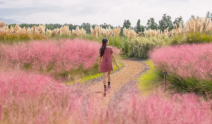 Camellia Hill Jeju Discount Ticket