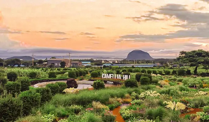 Camellia Hill Jeju Discount Ticket