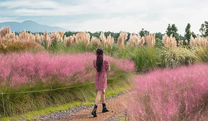 Camellia Hill Jeju Discount Ticket