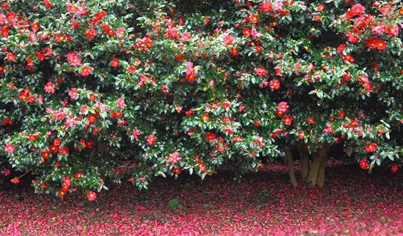 Camellia Hill Jeju Discount Ticket - view 1