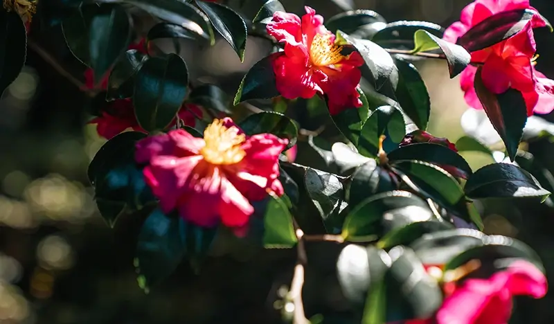 Camellia Hill Jeju Discount Ticket - view 2