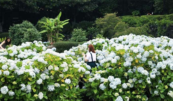 Camellia Hill Jeju Ticket Trazy Koreas 1 Travel Guide