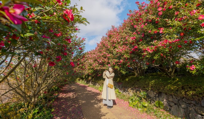 濟州山茶花之丘門票