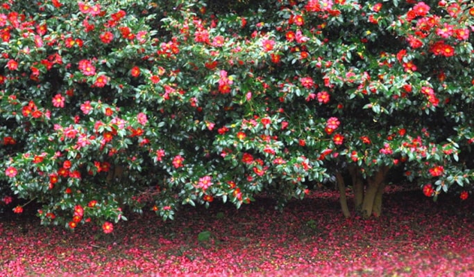 濟州山茶花之丘門票