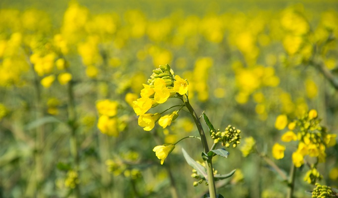 Spring Special: Guri Han River Park Canola Flower Festival + Petite France + Nami Island + Garden of Morning Calm 1 Day Tour (May 8 & 10)