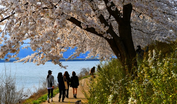 春季特輯：櫻花一日遊（首爾↔週邊地區，4月2日~17日）