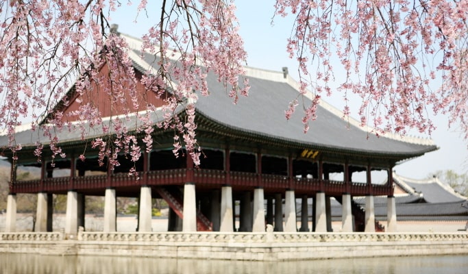 春季特輯：櫻花一日遊（首爾↔週邊地區，4月2日~17日）