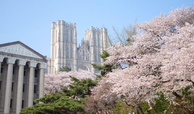 春季特輯：櫻花一日遊（首爾↔週邊地區，4月2日~17日）