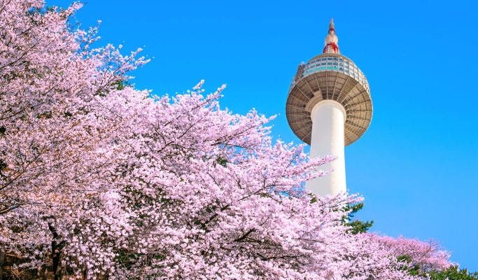 春季特輯：櫻花一日遊（首爾↔週邊地區，4月2日~17日）