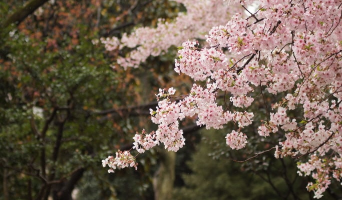 春季特輯：櫻花一日遊（首爾↔週邊地區，4月2日~17日）