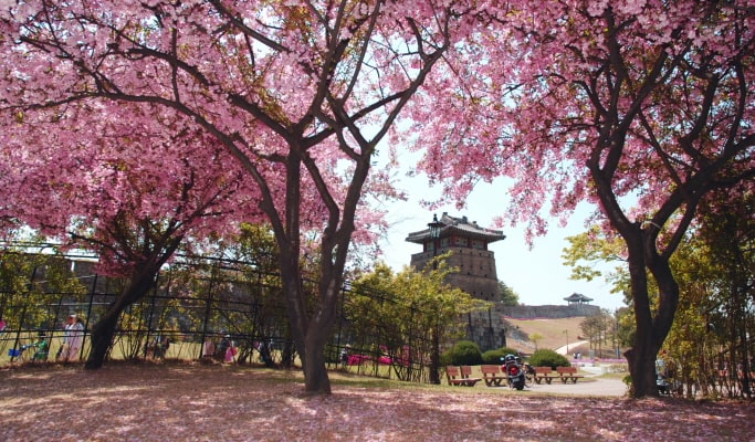 春季特輯：櫻花一日遊（首爾↔週邊地區，4月2日~17日）