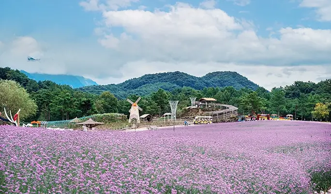 鐵原非武裝地帶（DMZ）一日遊 包含聯合國教科文組織遺產景點與季節性花卉公園 - 首爾出發