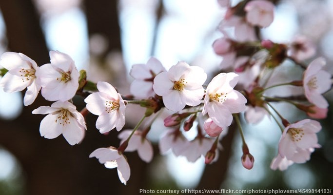 Spring Special: Busan Cherry Blossom & Canola Flower 1 Day Private Tour - from Busan (Mar 21~Apr 13)
