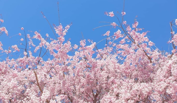 春季特輯：賞櫻一日遊 - 首爾出發（3月29日~4月29日）