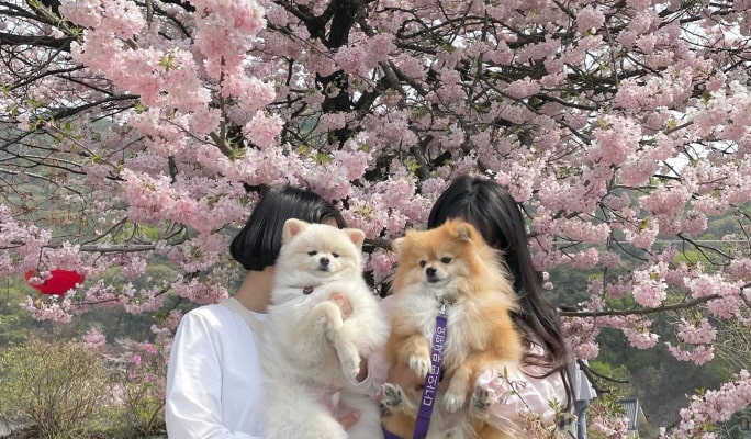 春季特輯：賞櫻一日遊 - 首爾出發（3月29日~4月29日）