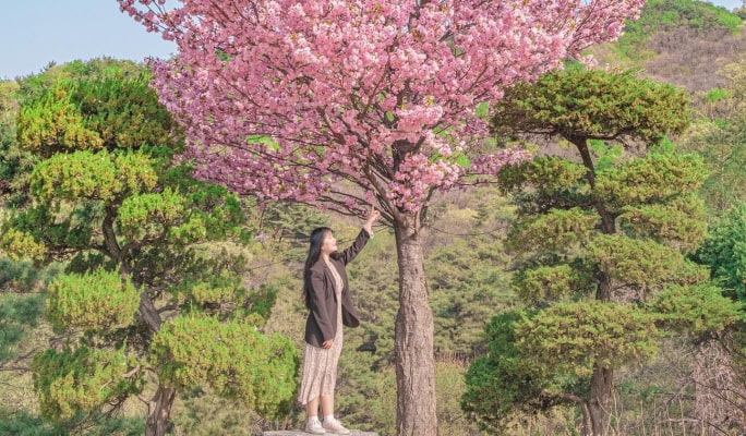 春季特輯：賞櫻一日遊 - 首爾出發（3月29日~4月29日）