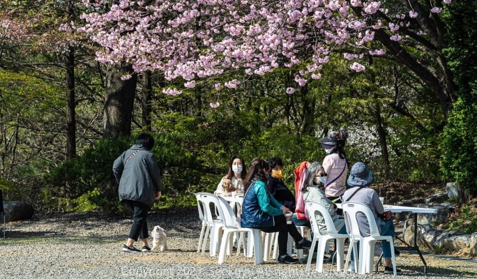 春季特輯：賞櫻一日遊 - 首爾出發（3月29日~4月29日）