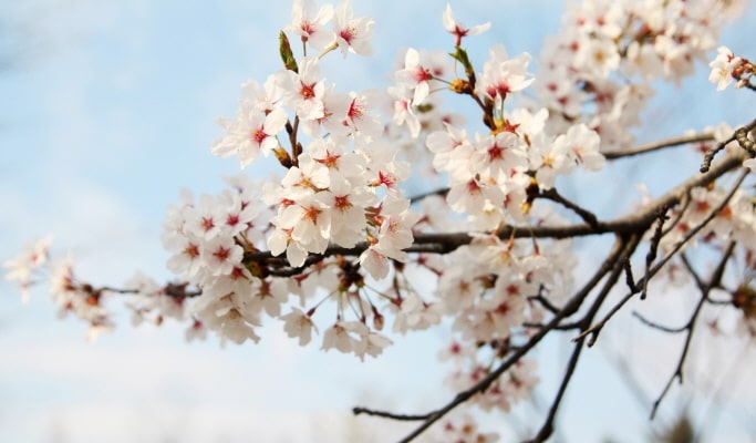 Spring Special: Seoraksan National Park + Lake Cherry Blossom 1 Day Tour - from Seoul (Apr 8~11)