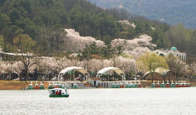 Busan Cherry Blossom 2019 Day Tour from Busan to Vicinities - Trazy ...