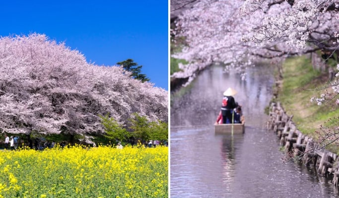 Spring Special: Gongendo Sakura Park & Kawagoe Koedo & Mitsui Outlet Cherry Blossom Tour from Tokyo (Mar 25~Apr 15)