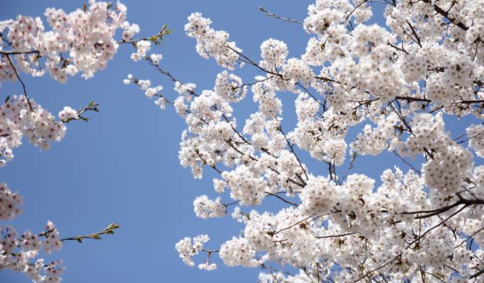 Cherry Blossom Korea 2019 Day Tour from Seoul to Vicinities - Trazy ...