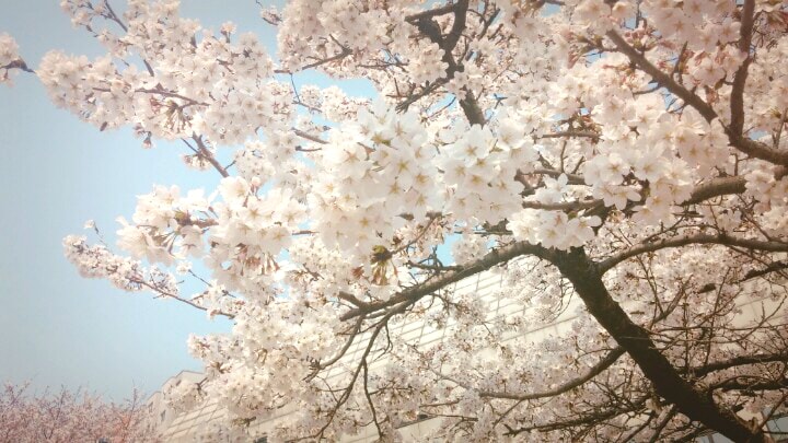 Spring Special: Seoul Cherry Blossom Private 1 Day Tour (Apr 4~12)
