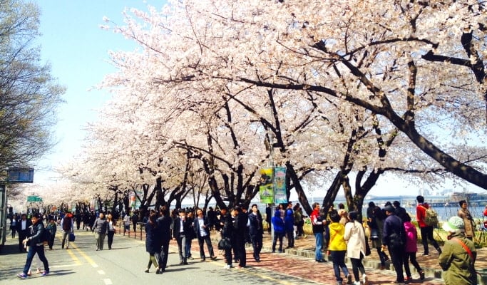 Spring Special: Seoul Cherry Blossom Private 1 Day Tour (Apr 4~12)