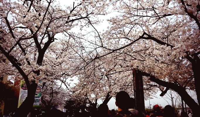 Spring Special: Seoul Cherry Blossom Private 1 Day Tour (Apr 4~12)