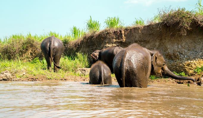 Chiang Mai 1 Day Tuk Tuk Tour (+Thai Lunch/Tuk Tuk Drive & Ride)